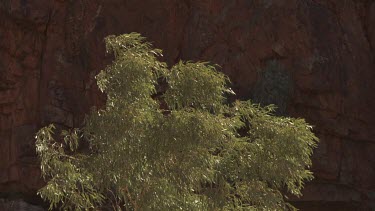 Leafy treetop blowing in the wind