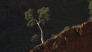 Solitary tree with two main trunks growing on a red cliff