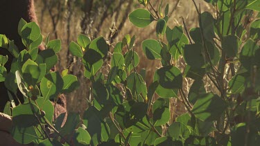 Green, leafy plant