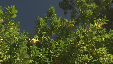 Leafy green treetop against a blue sky
