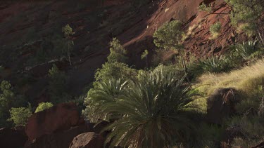 Leafy green ferns on a mountainside