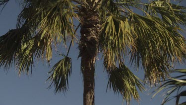 Sunlit Palm treetop against a blue sky