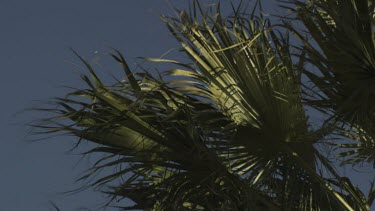 Sunlit Palm treetop against a blue sky