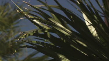 Sunlit Palm treetop against a blue sky