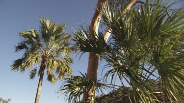 Sunlit Palm treetops against a blue sky