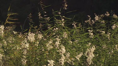 White flowering tall grass blowing in the breeze