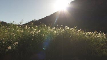 Sunlight on white flowering tall grass