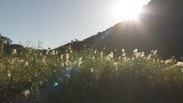 Sunlight on white flowering tall grass