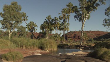 Trees along a quiet river