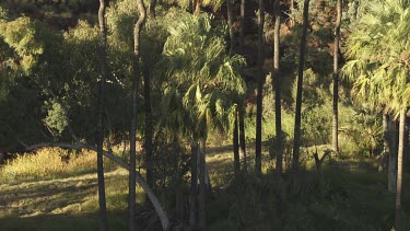 Tall, leafy Palm trees