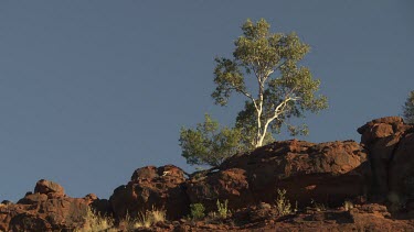 Leafy tree growing from a rocky, red cliff