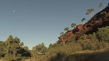 Trees growing on a rocky cliff overlooking a valley