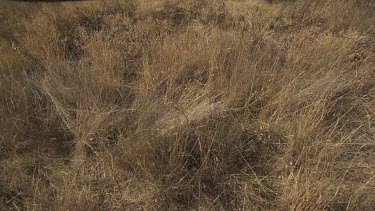 Hiker walking under tall trees in a dry field