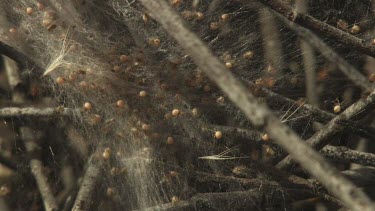 Close up of white insects trapped in a spiderweb