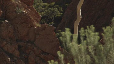 Tall tree growing on a rocky cliff