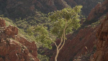 Tall tree growing on a rocky cliff