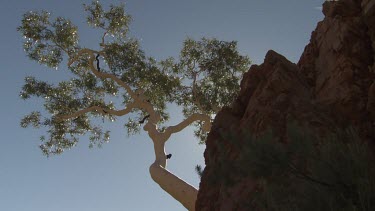 Tall trees growing on a rocky cliff