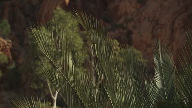 Sunlight on a green, leafy fern