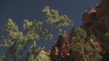 Leafy trees and ferns at the base of a mountain