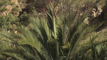 Leafy trees and ferns at the base of a mountain