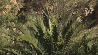 Leafy trees and ferns at the base of a mountain