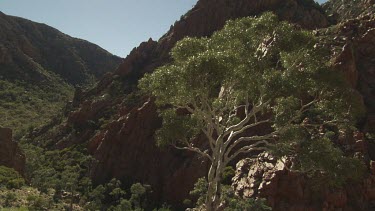 Trees and rocky cliffs at the base of a mountain