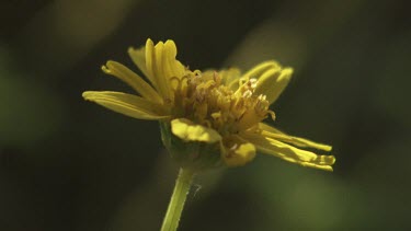 Close up of a blossoming yellow wildflower