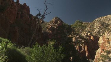 Vegetation on the side of a rocky cliff