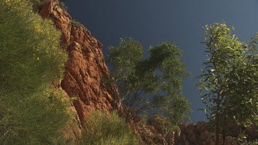 Vegetation on the side of a rocky cliff