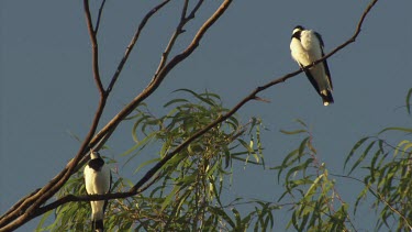 Pair of Magpie Larks perched in a treetop against a blue sky
