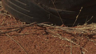 Black ant crawling on a large piece of rubber in the dirt