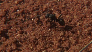 Black ant crawling in the dirt