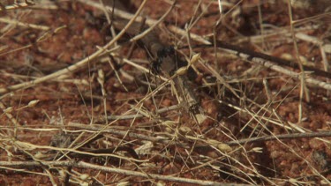 Black ant crawling in the dirt