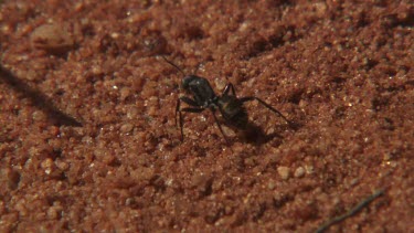Black ant crawling in the dirt