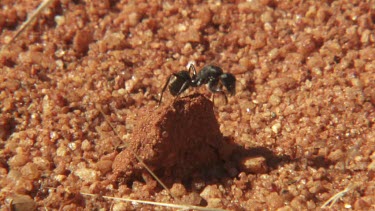 Black ant crawling in the dirt