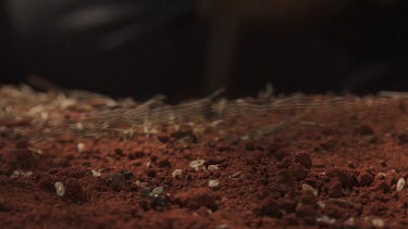 Black ants crawling in the dirt
