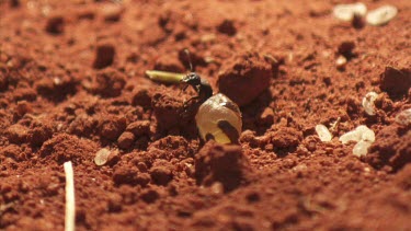 Honeypot Ant and black ant crawling in the dirt