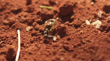 Honeypot Ant and black ant crawling in the dirt