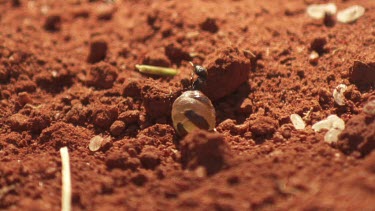 Honeypot Ant crawling in the dirt