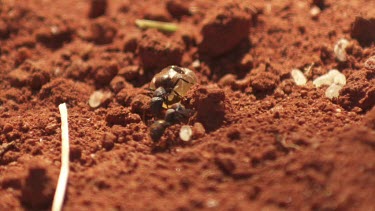 Honeypot Ant and black ant crawling in the dirt