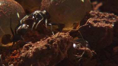 Large colony of Honeypot Ants in the dirt