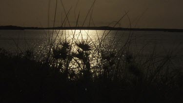 Tall grass silhouetted against a river