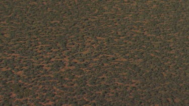 View of thick vegetation on flat, sandy land