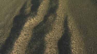Sand dunes along the coast