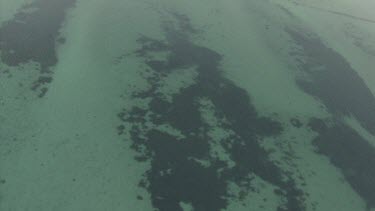 Seaweed patches in shallow water along the coast
