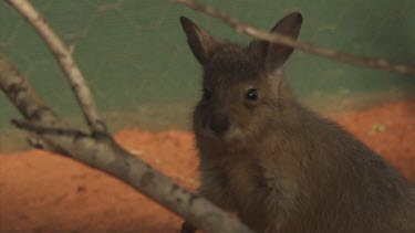 Burrowing Bettong scurrying in the dirt