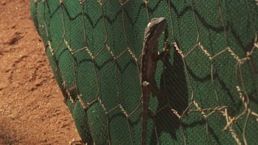 Hadhramaut Sand Lizard clinging to a wire fence
