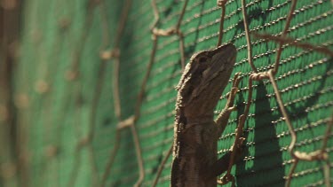 Close up of Hadhramaut Sand Lizard clinging to a wire fence
