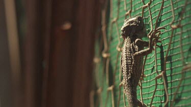Hadhramaut Sand Lizard clinging to a wire fence