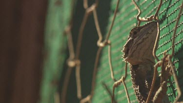 Close up of Hadhramaut Sand Lizard clinging to a wire fence